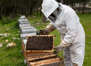 Afacere cu albine, miere, faguri și produse din ceară