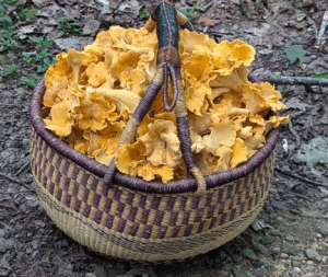 Culege manual și comercializează ciuperci de origine naturală